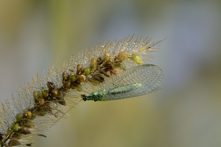 Chrysopa perla (Chrysopidae)